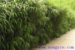 大明竹怎么養(yǎng)？大明竹的相關(guān)知識(shí)