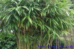 矢竹是什么竹子，矢竹的栽植方法