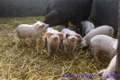 剛出生仔豬怎么養(yǎng)？哺乳仔豬飼養(yǎng)管理要點(diǎn)