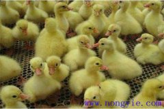 剛買回來的鵝苗如何飼養(yǎng)，如何預(yù)防疾?。? /></a>
            <a href=