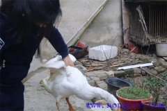 家里怎樣殺鵝，殺鵝怎么拔毛最快干凈？
