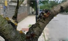 花椒樹流膠病用什么藥防治，如何預防？