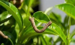 茶尺蠖防治方法，如何防治茶尺蠖為害？