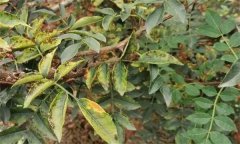 花椒落葉病發(fā)病規(guī)律，花椒落葉病的防治方法