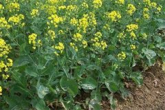 什么是“雙低”油菜，是指什么雙低？
