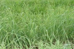 養(yǎng)羊常用哪些牧草，羊的飼養(yǎng)要注意哪方面？