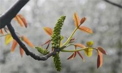 核桃雄花分化有幾個時期？