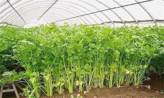 怎樣才能種好冬芹菜？