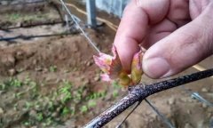 葡萄抹芽的作用是什么，怎樣進(jìn)行葡萄抹芽定梢