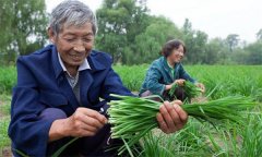 薹韭與韭菜有何區(qū)別 如何使薹韭早抽薹多抽薹？