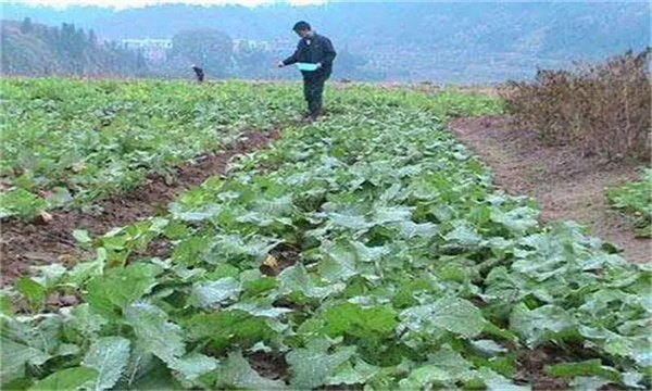 油菜高產如何施肥