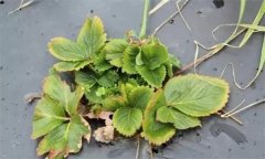怎樣防治草莓病毒??？