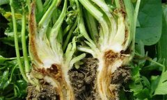 芹菜燒心是什么原因引起的？如何預防芹菜燒心