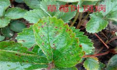 怎樣防治草莓葉斑?。ㄉ哐鄄。? /></a>
            <a href=