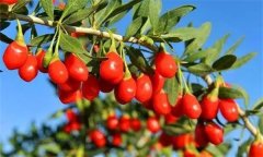 枸杞灌水的時(shí)間、方法與灌水量問(wèn)題