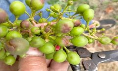 如何防治葡萄細(xì)菌性穿孔病？