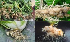 如何防治大白菜根腫病，其發(fā)生原因是什么？