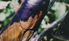 茄子細(xì)菌性軟腐病怎樣識(shí)別 怎么治 用什么藥治？