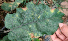 茄子細(xì)菌性褐斑病怎樣防治？用什么藥防治？