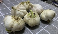 大蒜萌發(fā)期、幼苗期、鱗莖期、休眠期生育特點