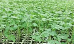 番茄怎樣育苗？番茄育苗技術(shù)操作要點(diǎn)