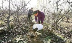 果樹配方施肥應注意哪些問題？