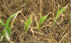 如何識(shí)別與防治草甘膦藥害？