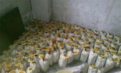 什么是靈芝瓶栽法？瓶栽靈芝怎樣進(jìn)行管理？