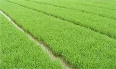 優(yōu)質(zhì)稻對播種和育秧的要求 其生長發(fā)育有何特點(diǎn)