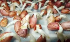 花生發(fā)芽不能吃嗎？吃花生芽有什么好處？