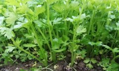 芹菜有哪些種類？芹菜真的越吃越瘦嗎？