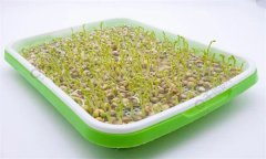 培育豌豆芽苗菜的水為什么會變綠？