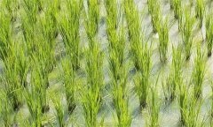 如何診斷與防治稻田的重金屬污染？