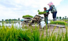 機(jī)插秧起秧、運秧、添秧的要求 怎樣防止漂秧？