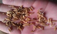 為什么會出現(xiàn)水稻爛種、爛芽、爛秧和死苗現(xiàn)象
