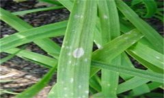 韭菜灰霉病的表現(xiàn)癥狀、發(fā)病規(guī)律與防治方法