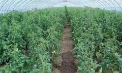 冬春茬番茄晚吊蔓有哪些好處 需注意哪些問(wèn)題？