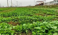 油菜日光溫室早春、秋延遲栽培技術要點有哪些