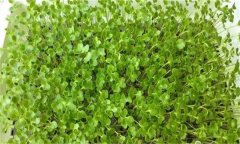 芥藍芽苗菜如何進行畦地生產(chǎn)？