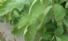 茄子缺氮、磷、鉀癥的癥狀是什么，如何矯正?