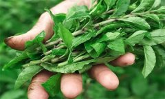 如何生產(chǎn)栽培番杏芽苗菜？