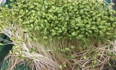 如何生產(chǎn)綠色大豆芽菜？