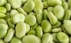 如何穴盤(pán)栽培生產(chǎn)蠶豆芽(苗)？