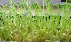 松柳芽苗菜如何進(jìn)行苗盤(pán)栽培生產(chǎn)？