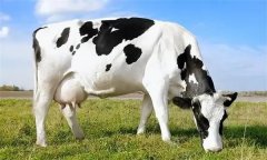 為什么要重視奶牛泌乳高峰？