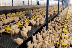 怎樣加強(qiáng)肉用種雞的光照管理？