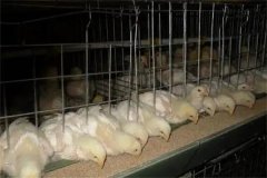 肉雞30日齡后“過(guò)料”是怎么回事？怎樣防治？